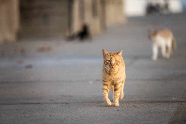 istock Ginger stray cat is walking on the street. 2177650085