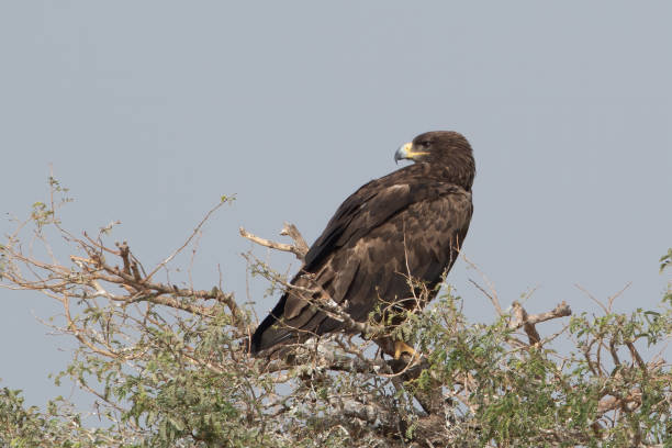 istock greater spotted eagle or Clanga clanga at Jorbeer carcass dump, Rajasthan, India 2177651864
