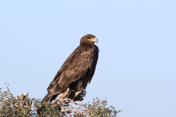 istock greater spotted eagle or Clanga clanga at Jorbeer carcass dump, Rajasthan, India 2177651892