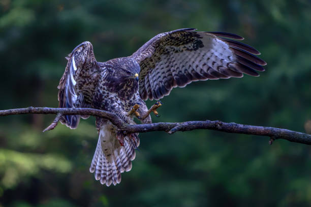 istock A beautiful Common Buzzard (Buteo buteo) landing on branch. 2177652260