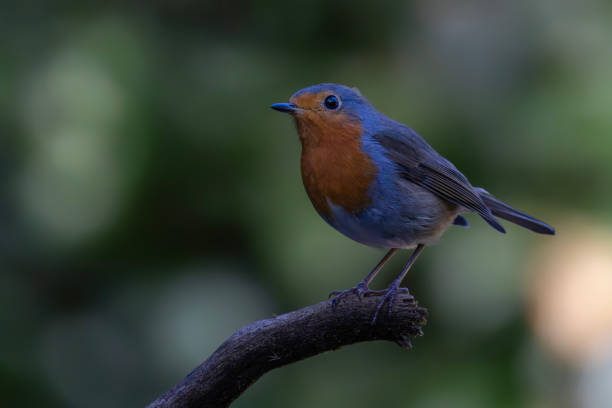 istock European Robin (Erithacus rubecula) on a branch 2177652281