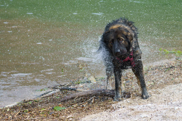 A purebred german shepard dog shaking off the water after swimming in a river