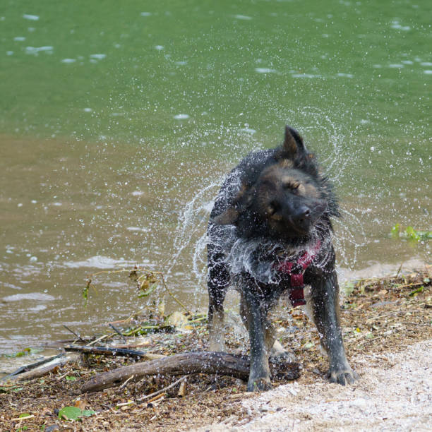 A purebred german shepard dog shaking off the water after swimming in a river