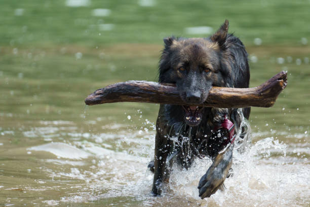 Spaniel dog swimming in a lake with a stick in his mouth