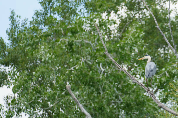 istock A great blue heron (Ardea cinerea)  sitting on a branch 2177652408