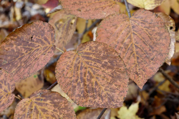 istock In fall, the hobblebush (Viburnum lantanoides) in Doncaster River Park 2177652530