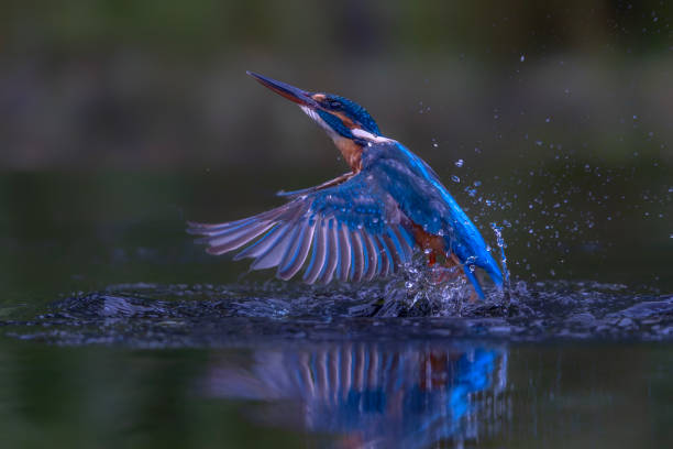 istock Diving Common European Kingfisher (Alcedo atthis) 2177654011