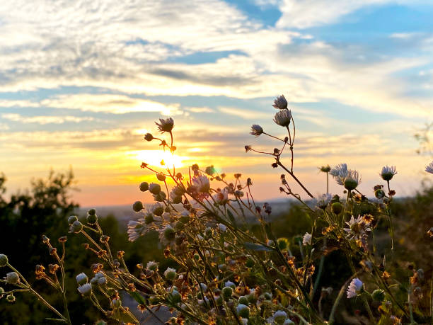 wild flowers in the mountains