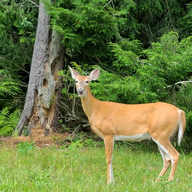 istock White-Tailed Deer Doe Looking at the Camera with an Open Mouth 2177654950