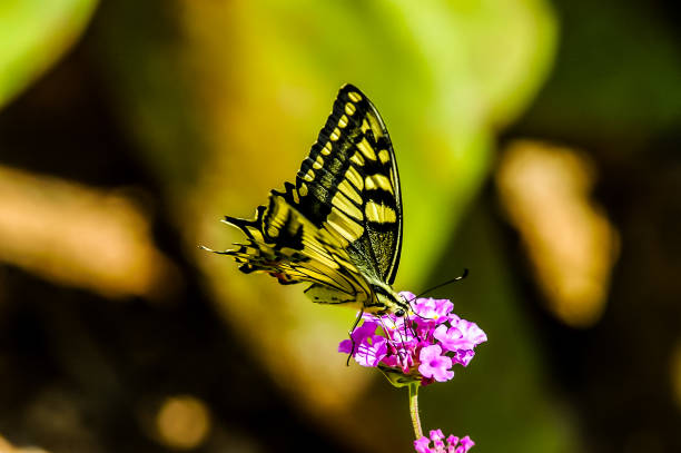 A butterfly is sitting on a purple flower. The butterfly is yellow and black