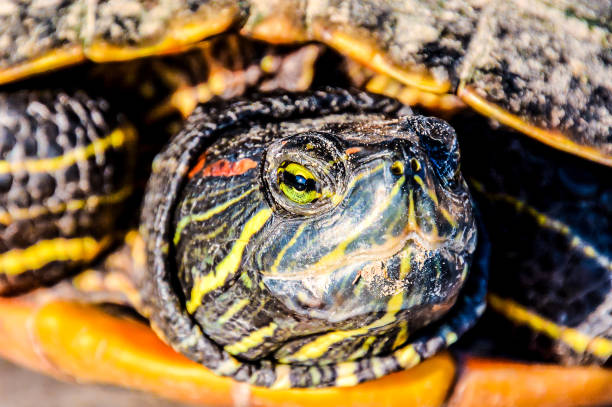 istock A turtle with a yellow and black shell is laying on the ground 2177655674