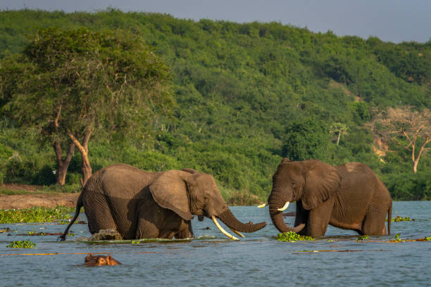 African elephants (Loxodonta africana) in water eating water plants.