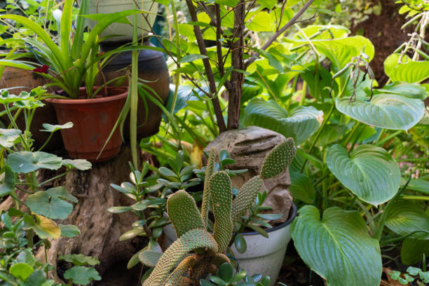 istock Indoor garden with potted green plants 2177656022