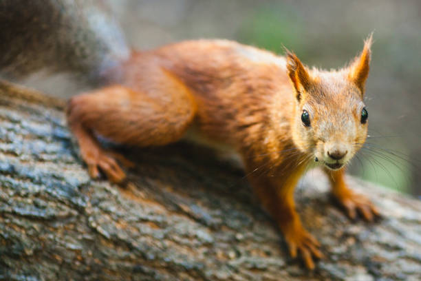 Squirrel sitting on a tree branch in a lush green forest, surrounded by leaves and natural light