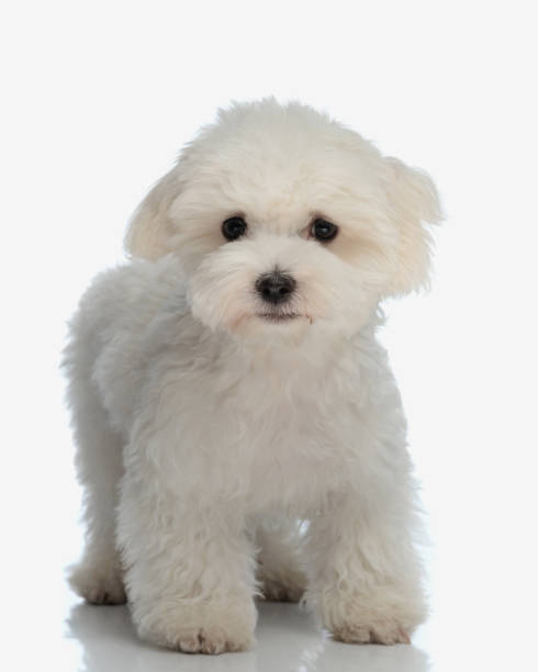 istock adorable small bichon maltese puppy looking forward and walking 2177656485