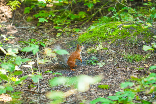 Red squirrel standing on the ground with its bushy tail raised, surrounded by grass and natural light