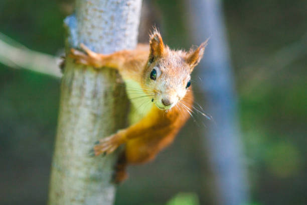 istock Squirrel sitting on a tree branch in a lush green forest, surrounded by leaves 2177656503