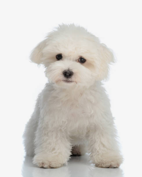 istock beautiful bichon maltese puppy with fluffy fur sitting and looking forward 2177656537