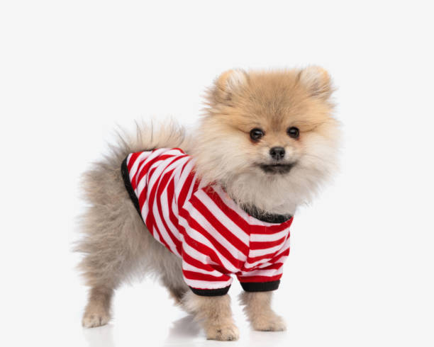 istock beautiful pomeranian doggy with red white stripes costume looking forward 2177656568