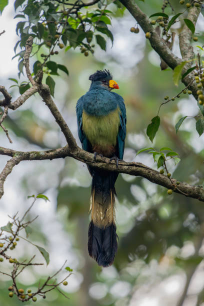 istock Beautiful the great blue turaco (Corythaeola cristata) sitting on the tree branch 2177656680