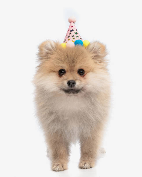 istock adorable pomeranian spitz puppy wearing party hat looking forward 2177656889