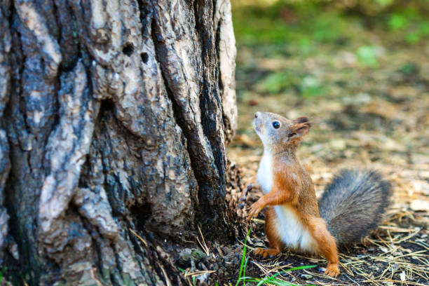 istock Red squirrel standing on the ground with its bushy tail raised, surrounded by grass 2177657183