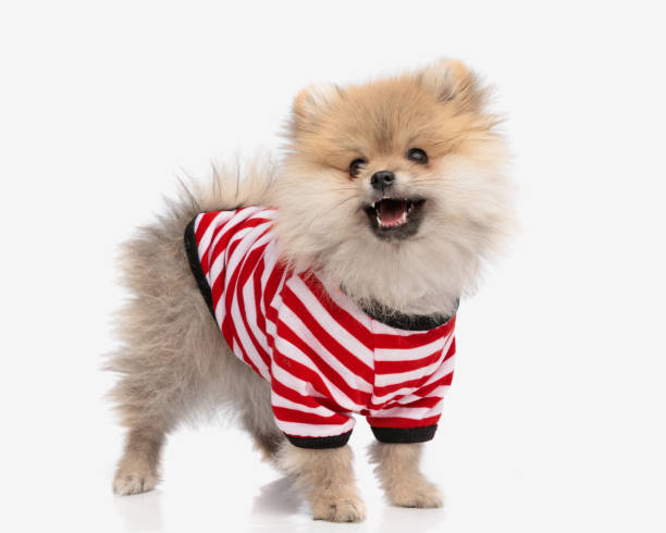 istock excited little pomeranian puppy looking up and panting 2177657225