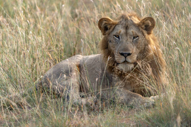 istock Beautiful African Lion (Panthera leo) male 2177657244
