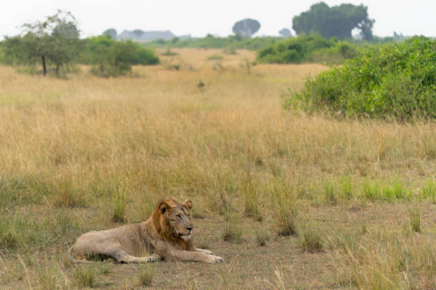 istock Beautiful African Lion (Panthera leo) male 2177657254