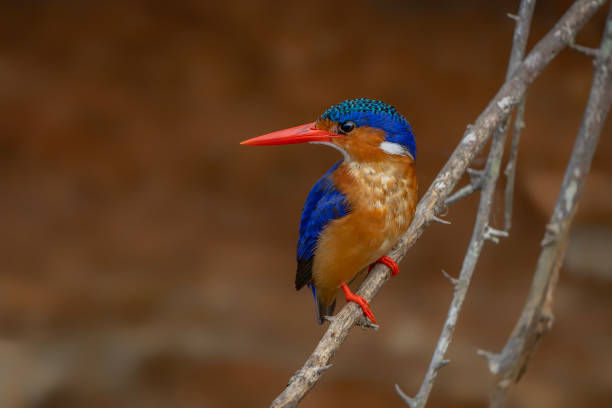 istock Malachite kingfisher (Corythornis cristatus) fishes from a branch. 2177657285