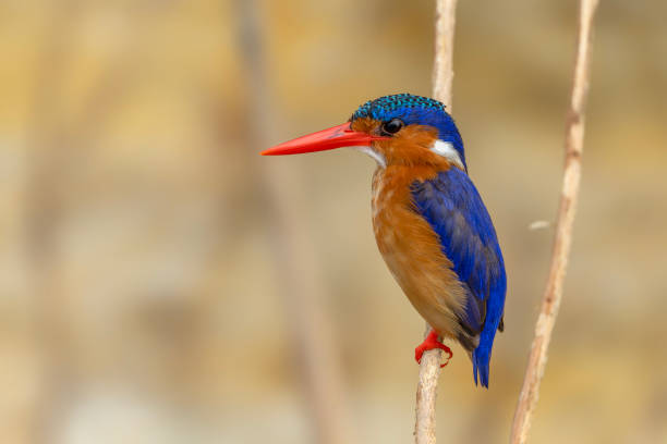 istock Malachite kingfisher (Corythornis cristatus) fishes from a branch. 2177657301