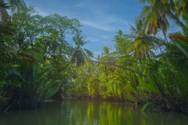 View of Peacefully scene of  Nipa palm or Nypa fruticans and coconut trees  on river with itâs reflection nature background