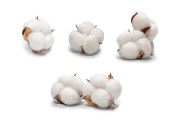 Cotton flower branch isolated on white background. Cotton flower branch isolated on white background. Top view. cotton flower stock pictures, royalty-free photos & images