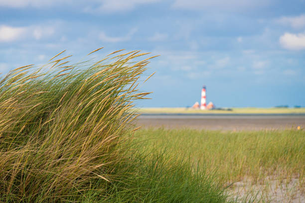 Long, soft grasses in the wind by the beach at Tamraght, close to Agadir in Morocco.