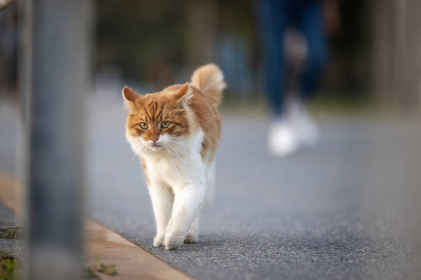 istock Ginger stray cat is walking on the street. 2177661727