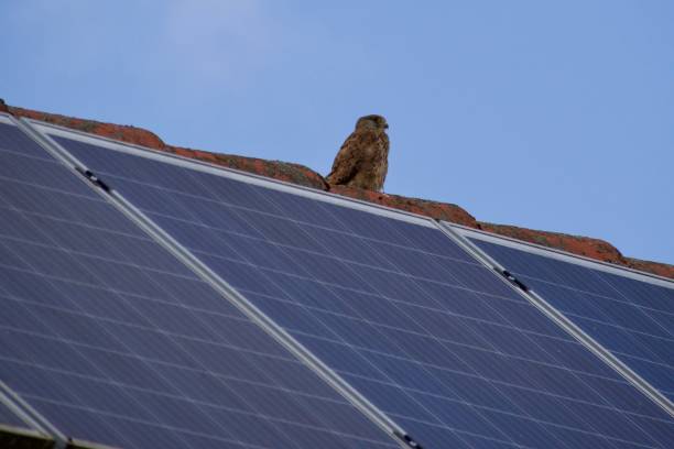 istock A falcon sitting on solar panels of a roof 2177661842