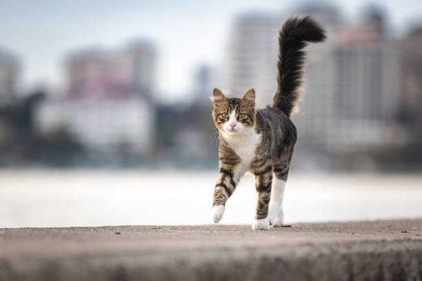 Tabby stray cat is walking on the coastline at sunset.