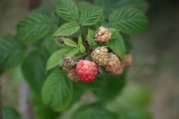 Raspberries planted by a community member. Late summer in Metro Vancouver.