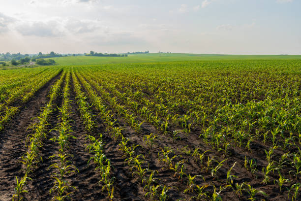 istock Rows of vibrant young corn plants stretch across a fertile field, basking in the subtle light of a cloudy early summer day, showcasing agricultural growth 2177662130
