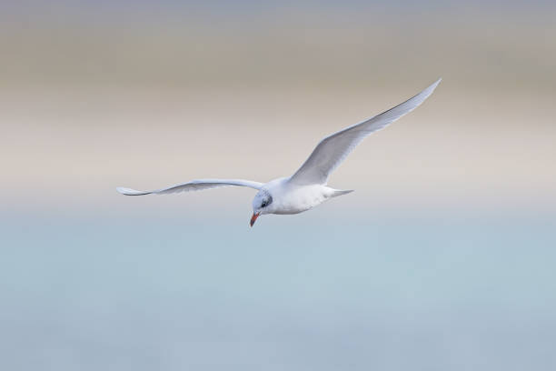 istock Mediterranean Gull flying over sea 2177663913
