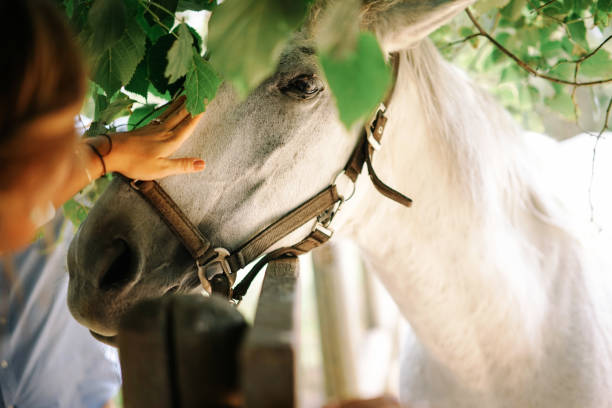 istock Unrecognizable woman stroking white horse face. 2177665364