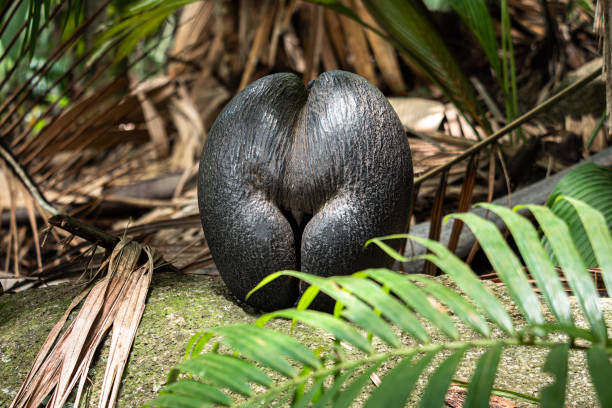 Lodoicea, commonly known as the sea coconut, coco de mer, or double coconut, is a monotypic genus in the palm family. The sole species, Lodoicea maldivica, is endemic to the islands of Praslin and Curieuse in the Seychelles.