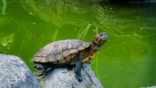 istock Red-Eared Slider Turtle Basking on Rock in Green Water 2177666573