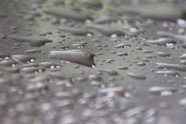 A wet surface with many drops of water scattered across it. Scene is calm and peaceful, as the drops of water seem to be falling gently and evenly across the surface