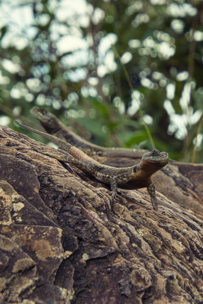 istock Two lizards are on a rock, one of which is looking at the camera 2177667095