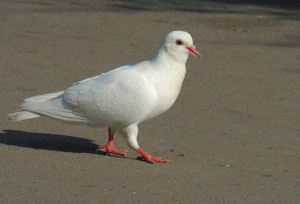 istock white bird walking on the ground pigeon 2177668449