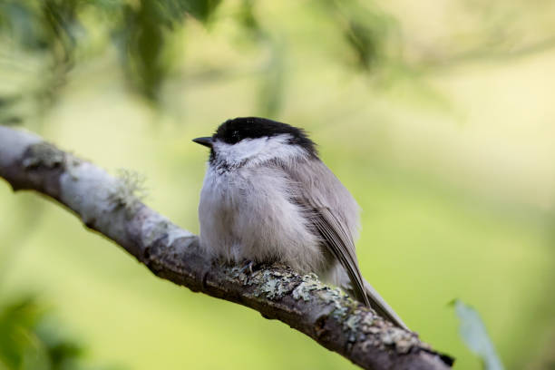 istock Willow tit on a branch of tree in the forest. 2177669203
