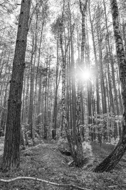 A dramatic black and white image of a forest path with sunbeams piercing through the trees. The contrast between the dark trees and the bright light creates a moody and atmospheric scene. Perfect for nature, photography, and environmental projects.