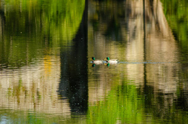 two ducks in the river Arnoia in Allariz, bridge reflection in water