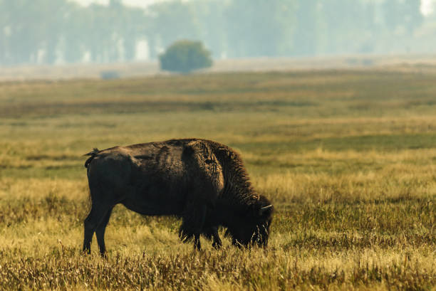 istock Lone Bison Cow Grazing in a Meadow 2177669760